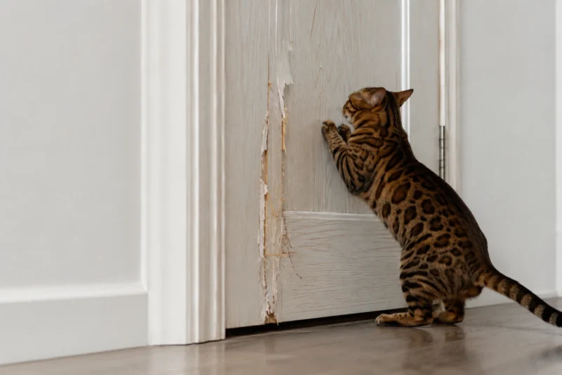 How to Choose Interior Doors That Resist Cat and Dog Scratches