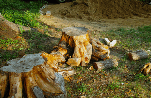 Stump Removal: What Happens When You Finally Get It Done