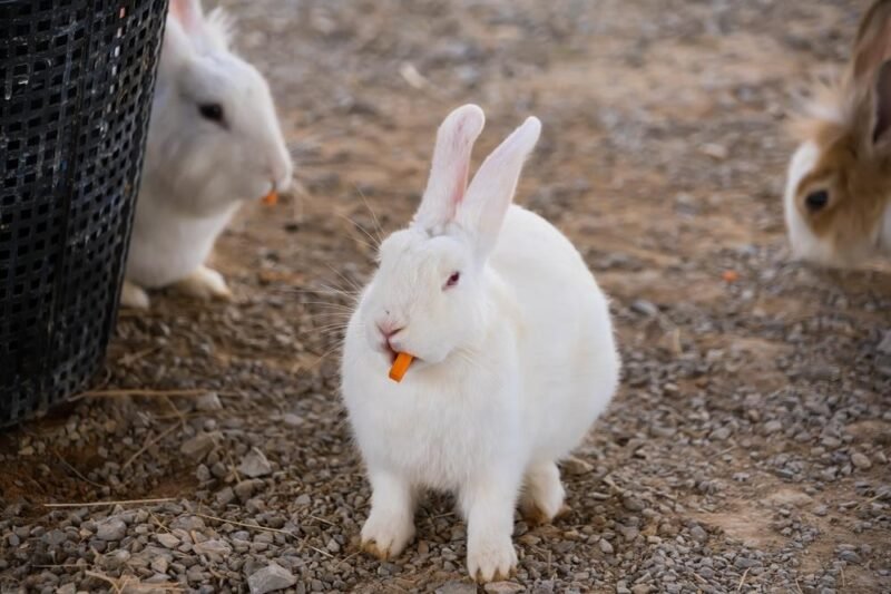 Waterloo Teeth, a Swedish Rabbit, and the Long Human Struggle to Replace What Falls Out