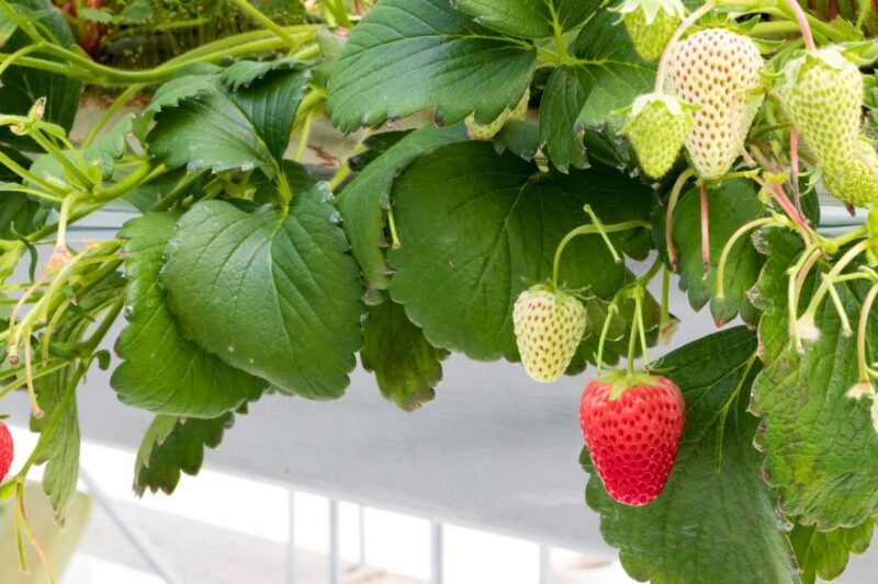 How to Grow Strawberries in DWC Hydroponic Systems